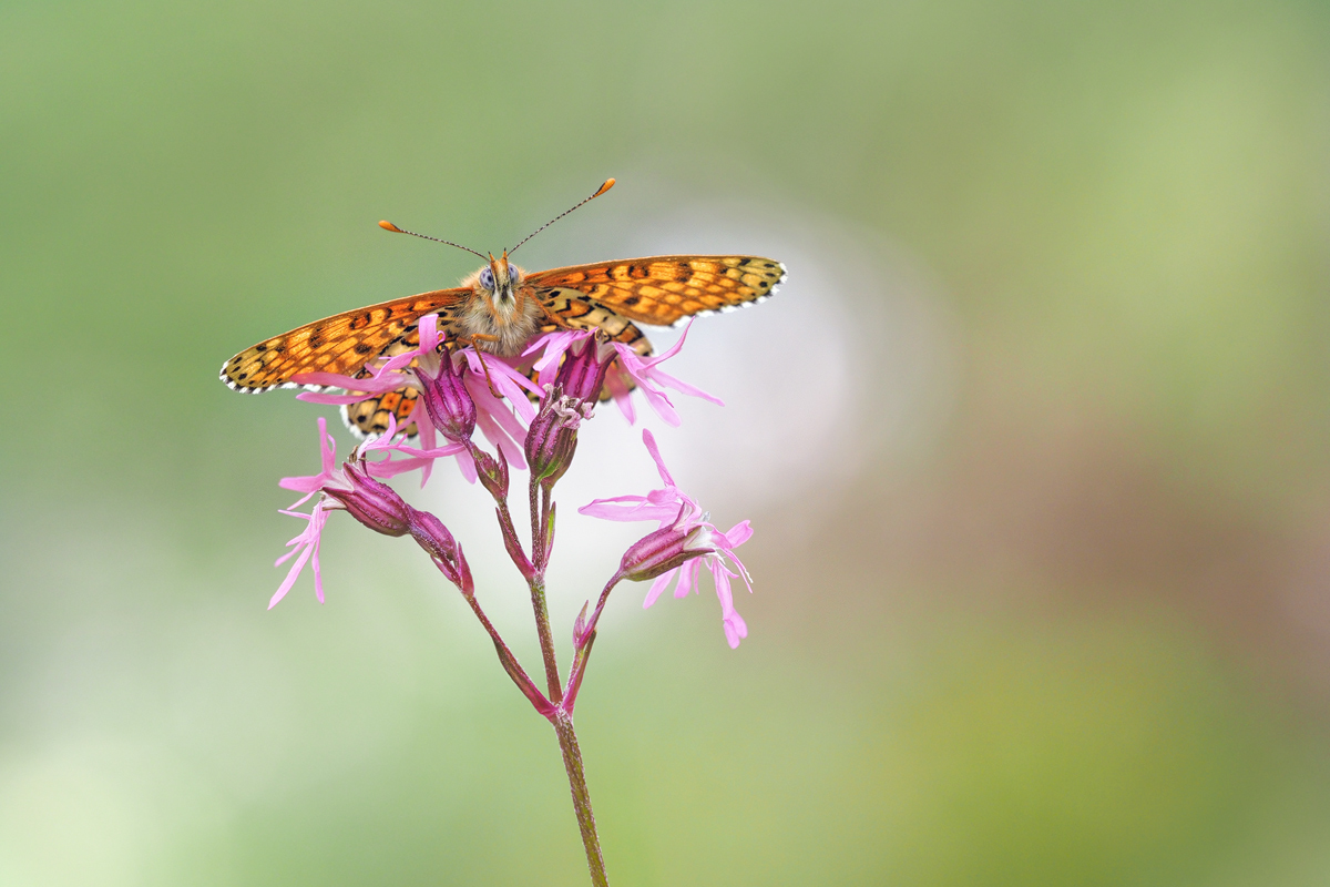 Melitaea-cinxia-OOG13849---Kopie.jpg