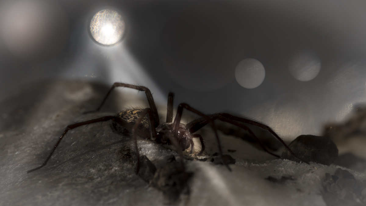 Hauswinkelspinne 27.jpg