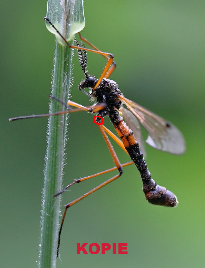 T nigricornis.jpg