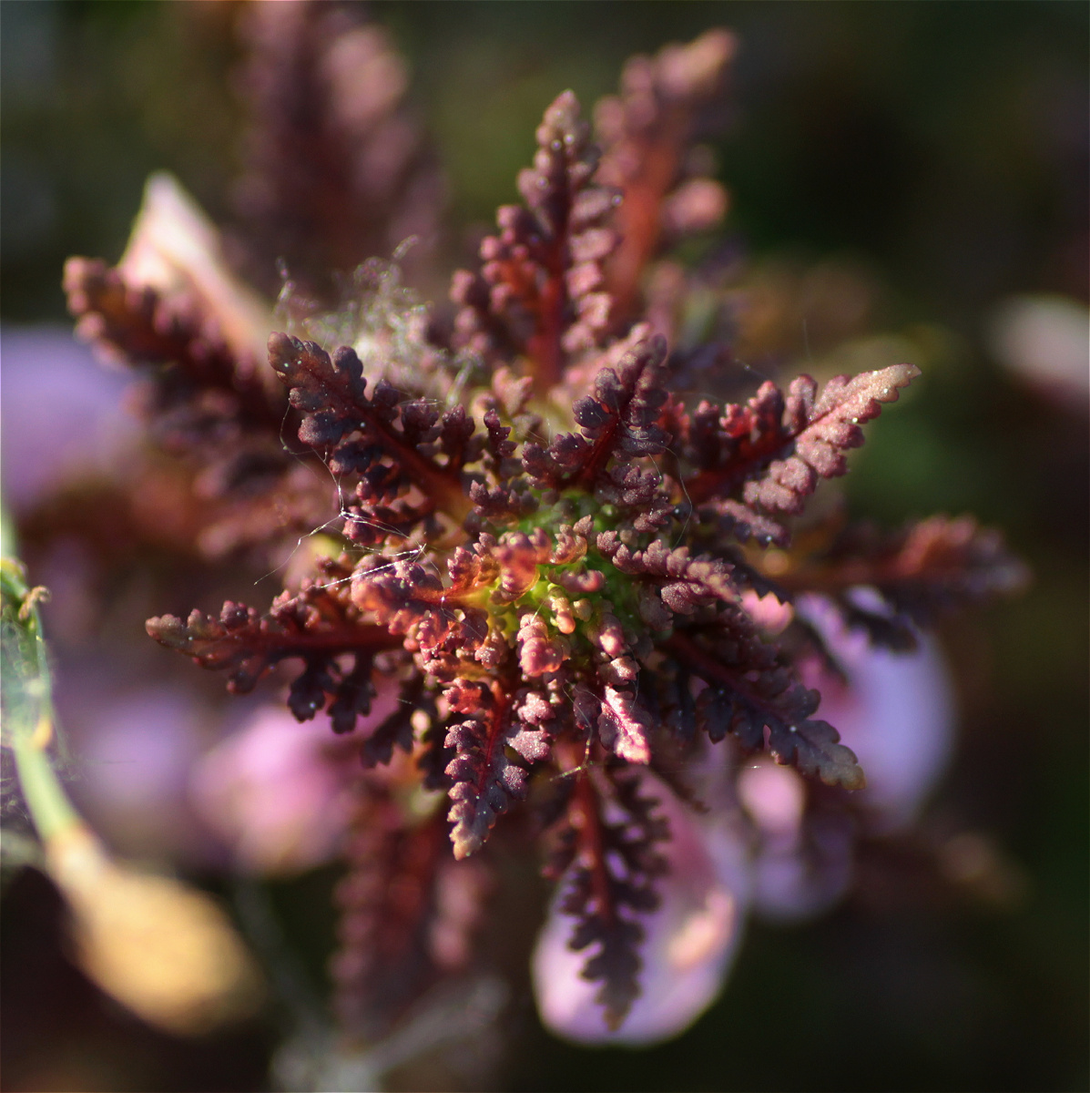 Pedicularis palustris02makro.jpg