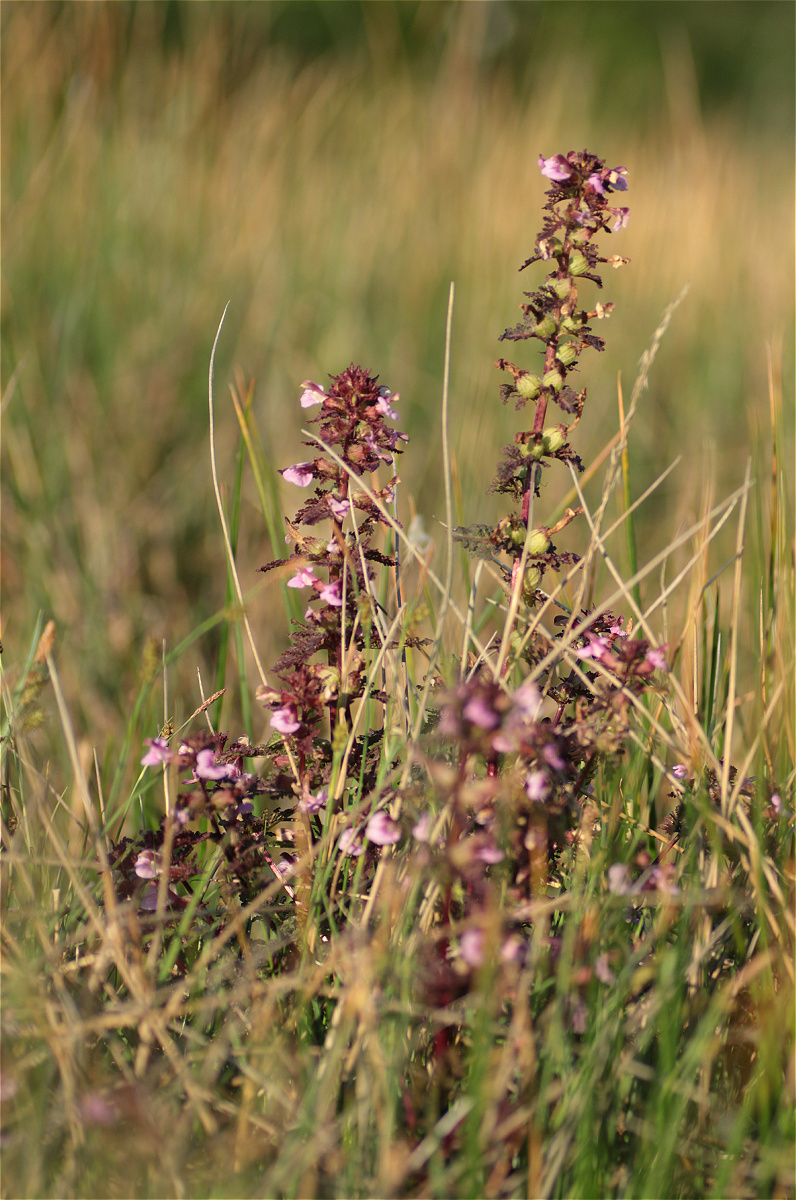 Pedicularis palustris06makro.jpg