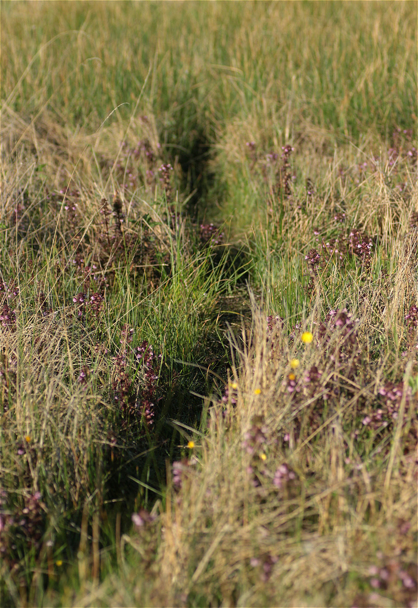 Pedicularis palustris04makro.jpg