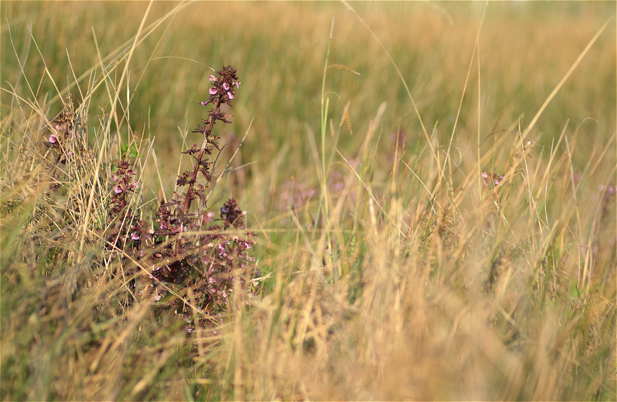 Pedicularis palustris03makro.jpg