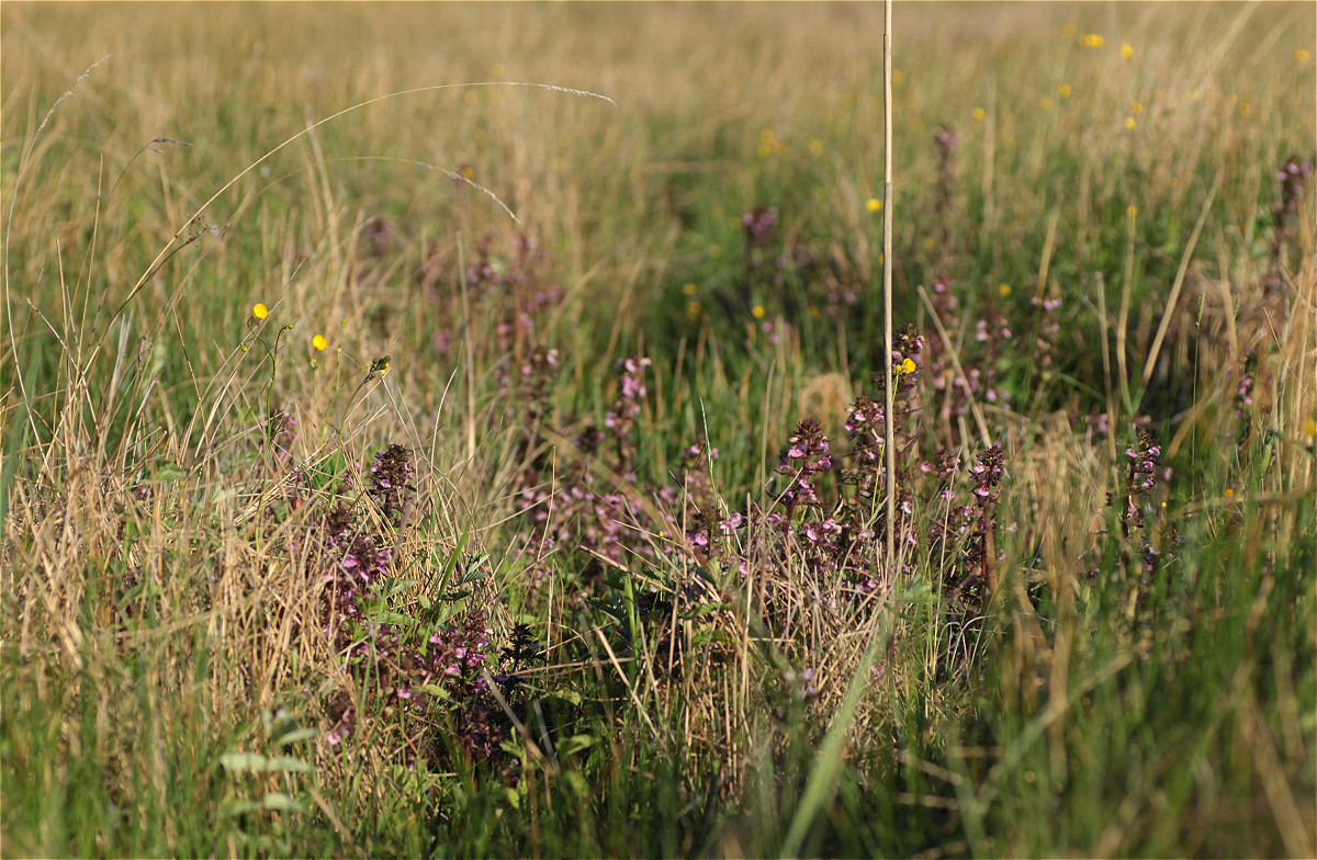 Pedicularis palustris07makro.jpg