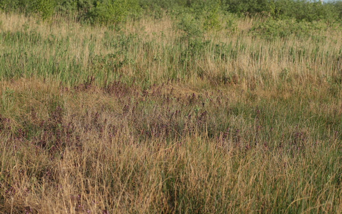 Pedicularis palustris05.jpg