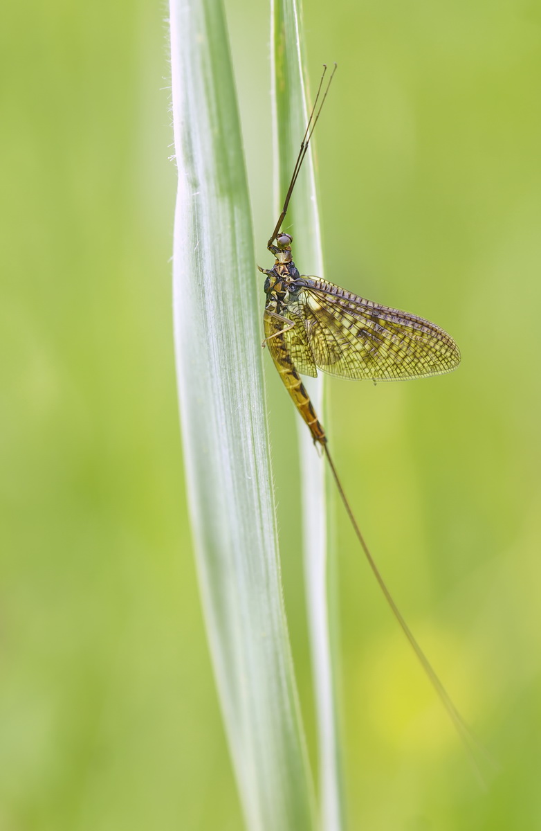 DSC05233 ETF... my first one... kl.jpg