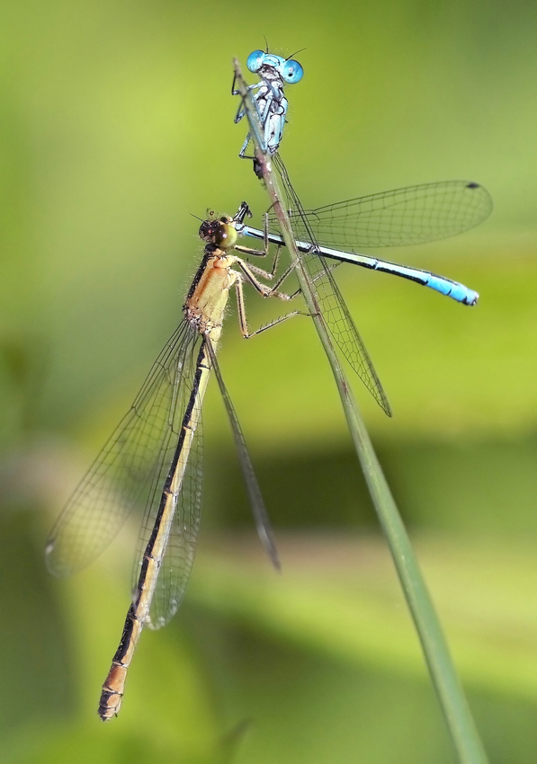 Ischnura elegans frißt C.pulchellum- M-F.jpg