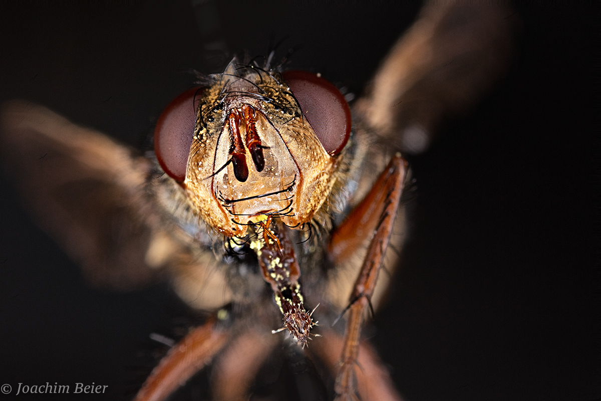 Schwebfliege (1 von 1).jpg