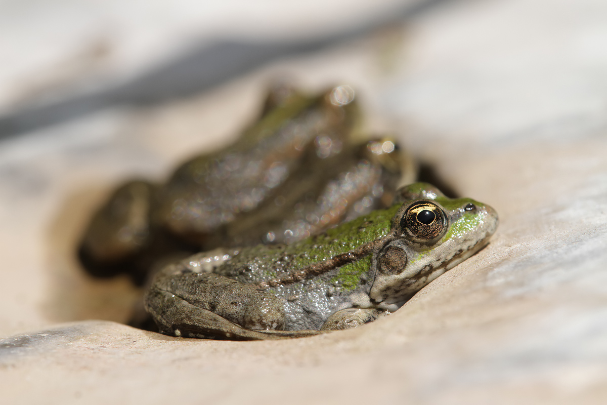 3_Frösche_IMG_5410.jpg