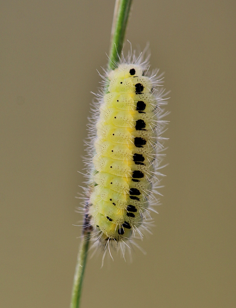 Zygaena filipendulae.JPG