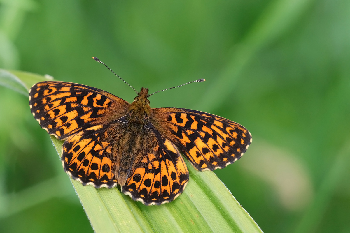 perlmutt-natterwurz-stack-7752+54.jpg