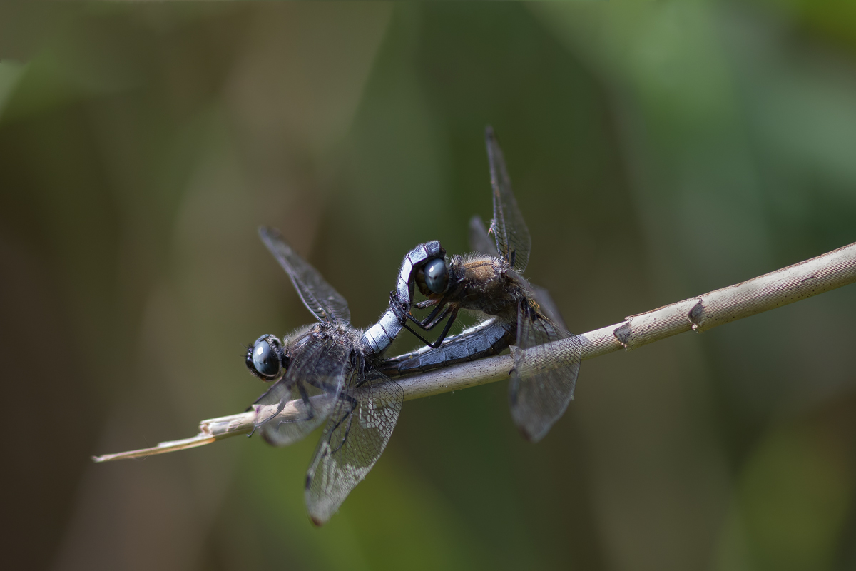 20180606_400-711-BEA.jpg