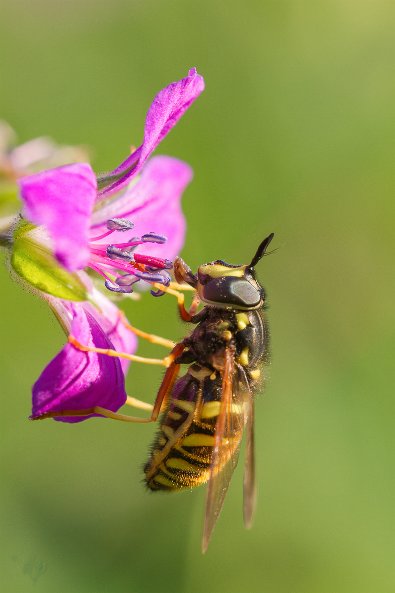 20180606-Chrysotoxum fasciolatum-IMG_4259.JPG