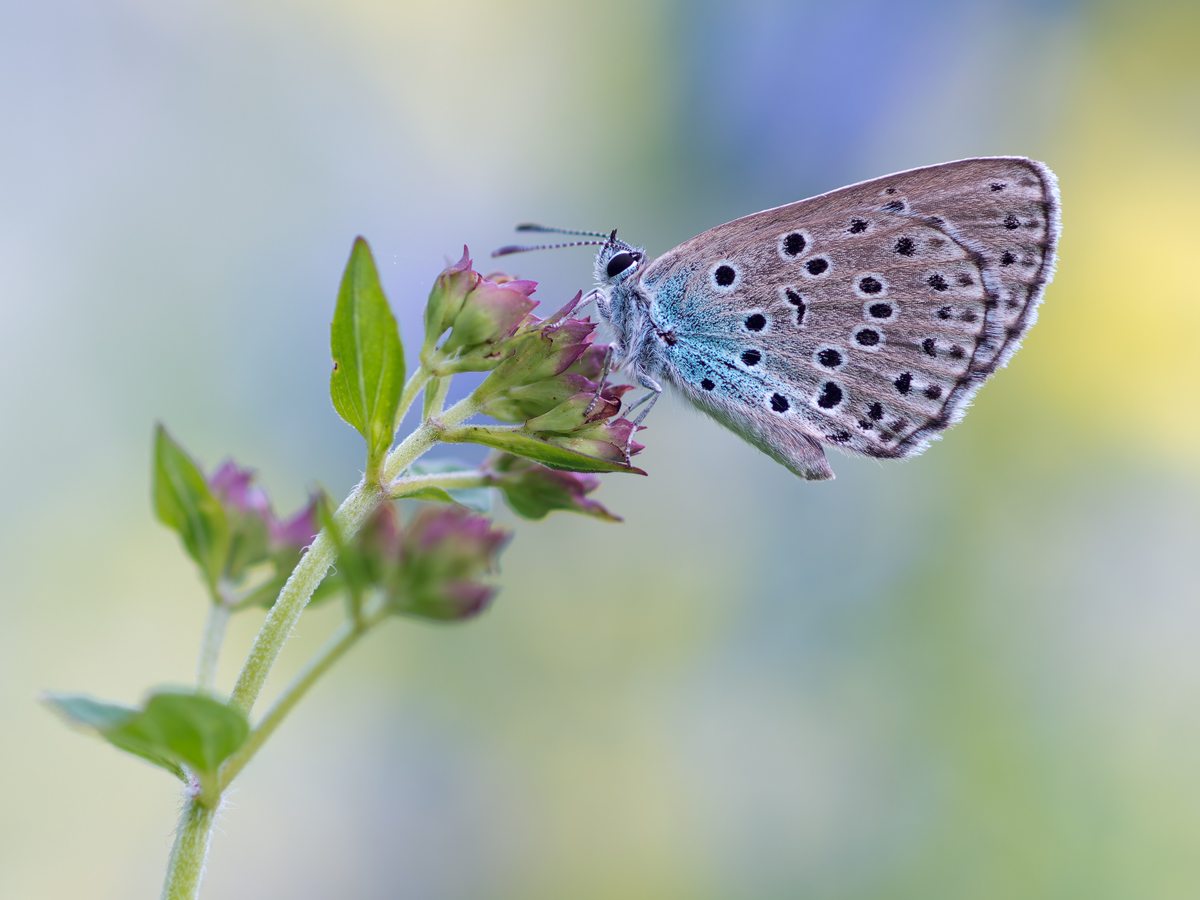 Maculinea-arion-OOG56971---Kopie.jpg