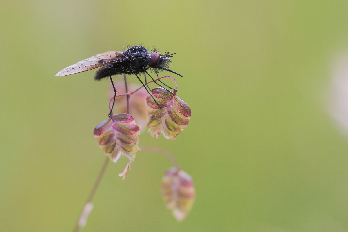 Fliegen am Abend-6050132.JPG