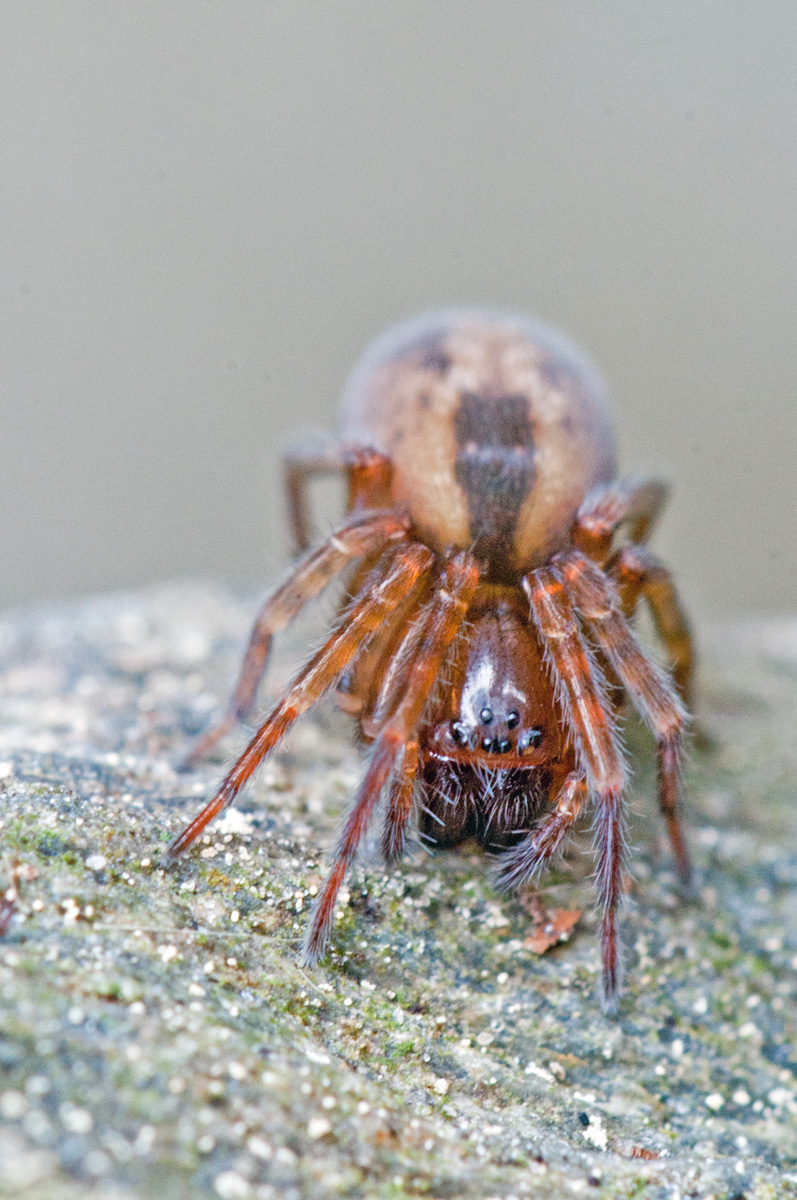 Amaurobius sp 1200bearbeitet-1.jpg