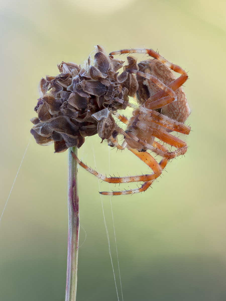 spinne_2.jpg