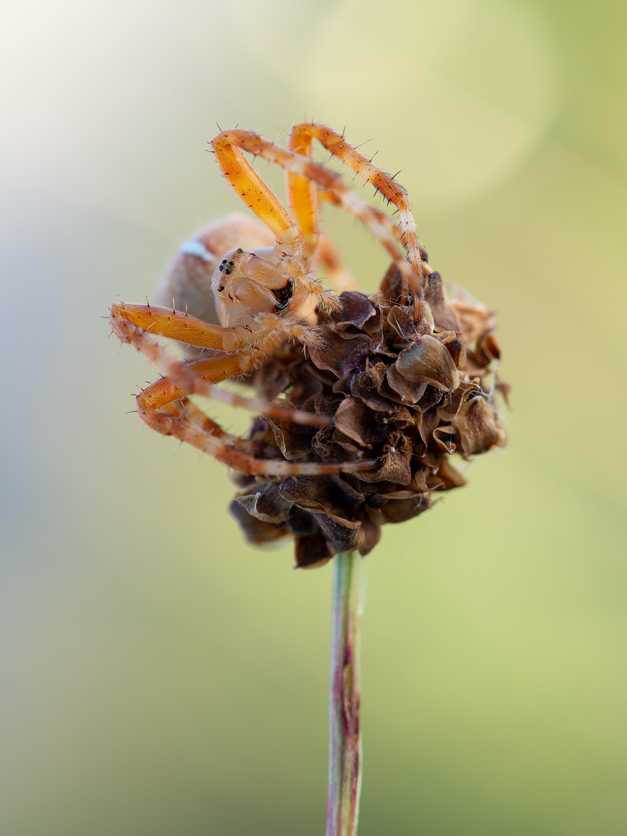 spinne_3.jpg