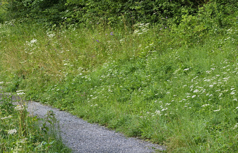 DSC06055 Waldsaumweg... klein.jpg