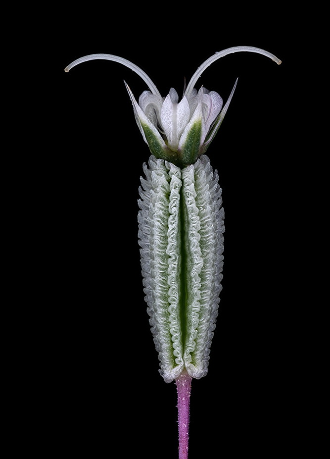 04507_D810_Rodagon50_3zu1_BL4p8_Astrantia_major_0p03_01.JPG