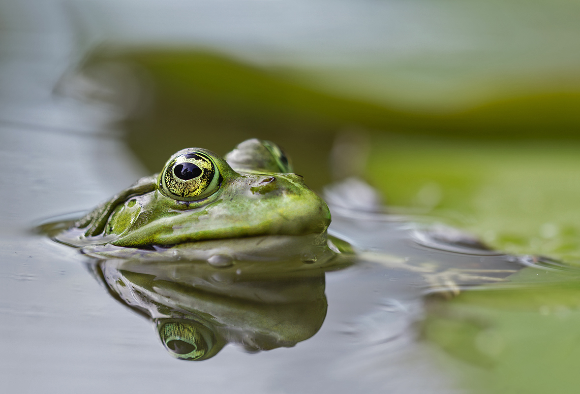 Grünfrosch Kopie-2.jpg