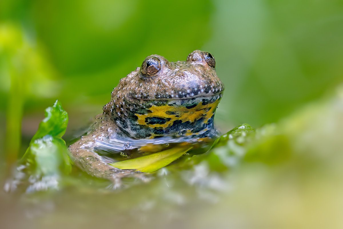 compGelbbauchunken21.6.2018FägswilStackDSC_1129-1144-83%.jpg