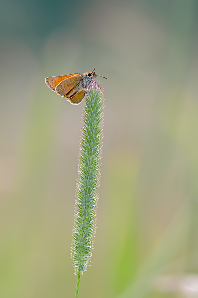 compDickkopffalter9.6.2018FägswilDSC_0552.jpg