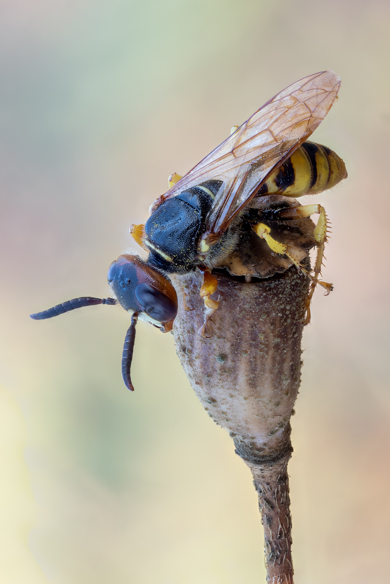 bienenwolf1.jpg