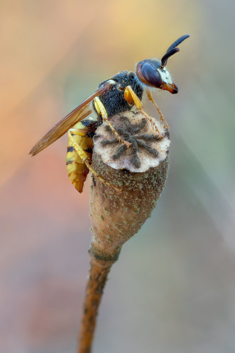 bienenwolf2.jpg