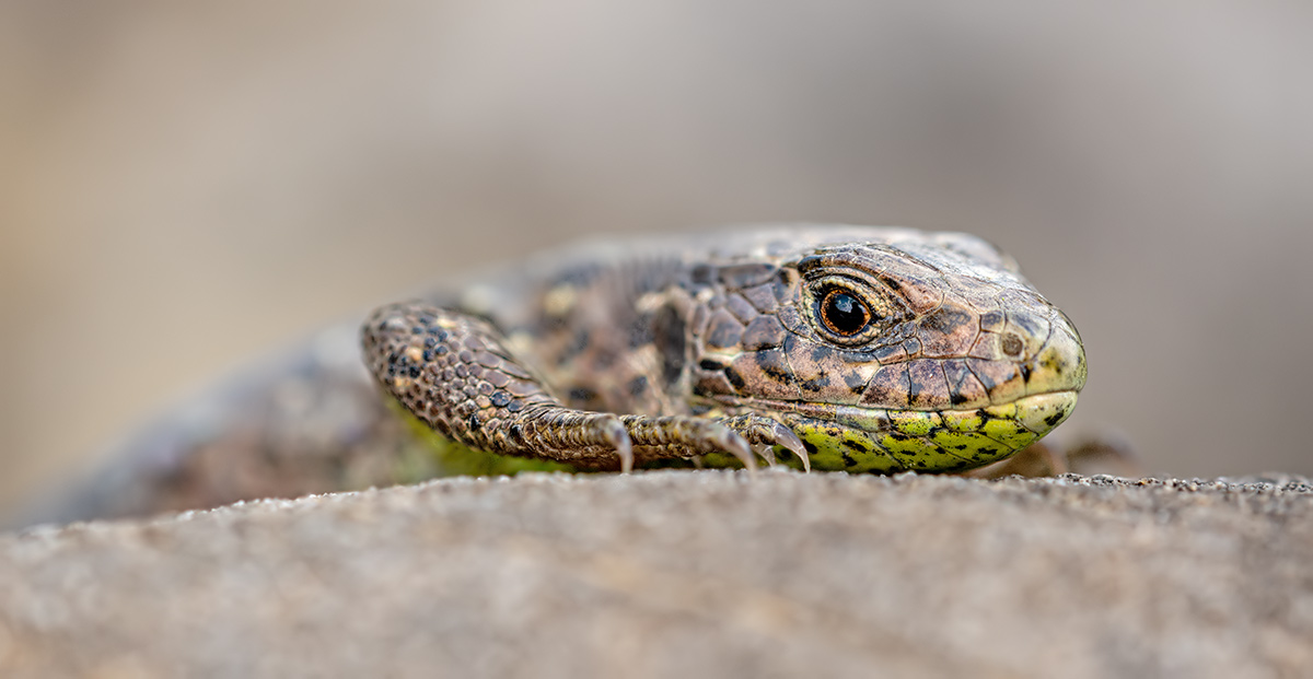 compZauneidechse18.5.2018FägswilStackDSC_9146-9151-91%Pano.jpg