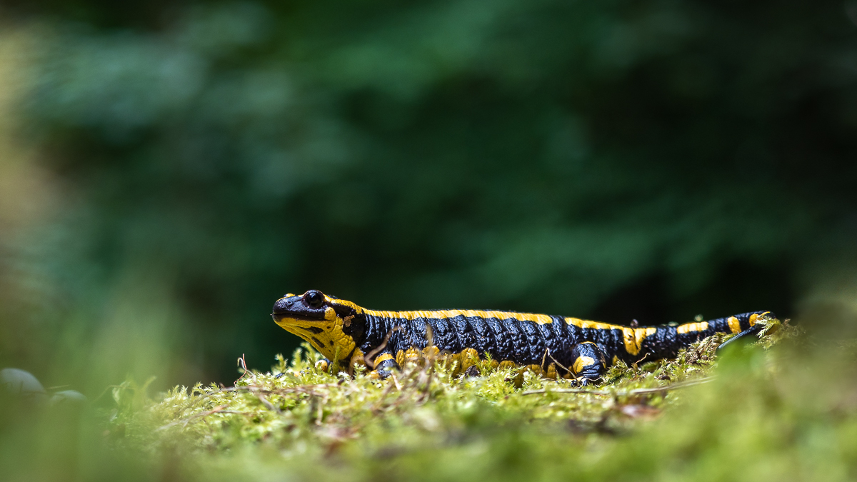 Salamander Pano (1 von 1).jpg