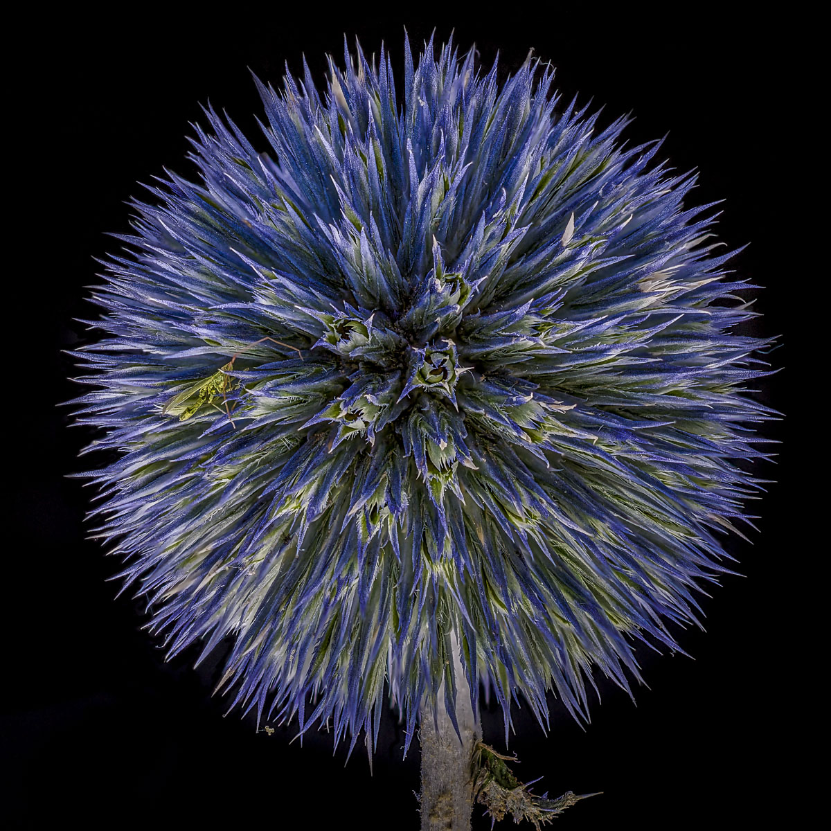 2018.08.09.Distel.PS.jpg