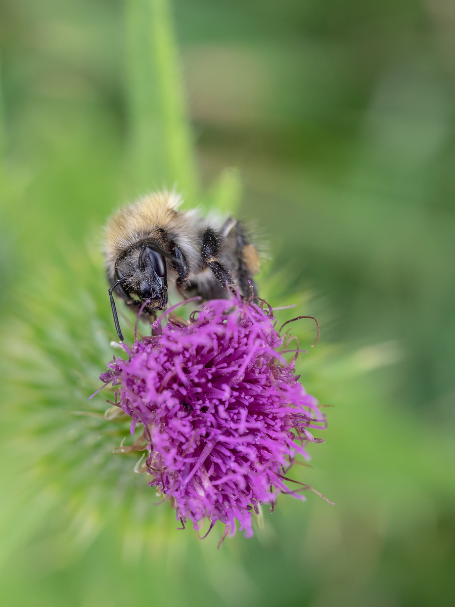 P8110100-1 - Hummel auf Kratzdistel.jpg