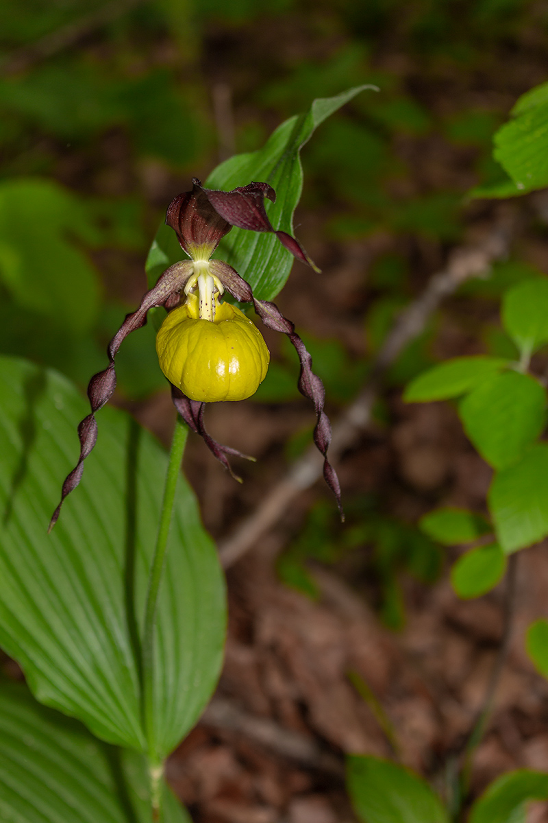 IMG_5850 - Original - 1200.jpg