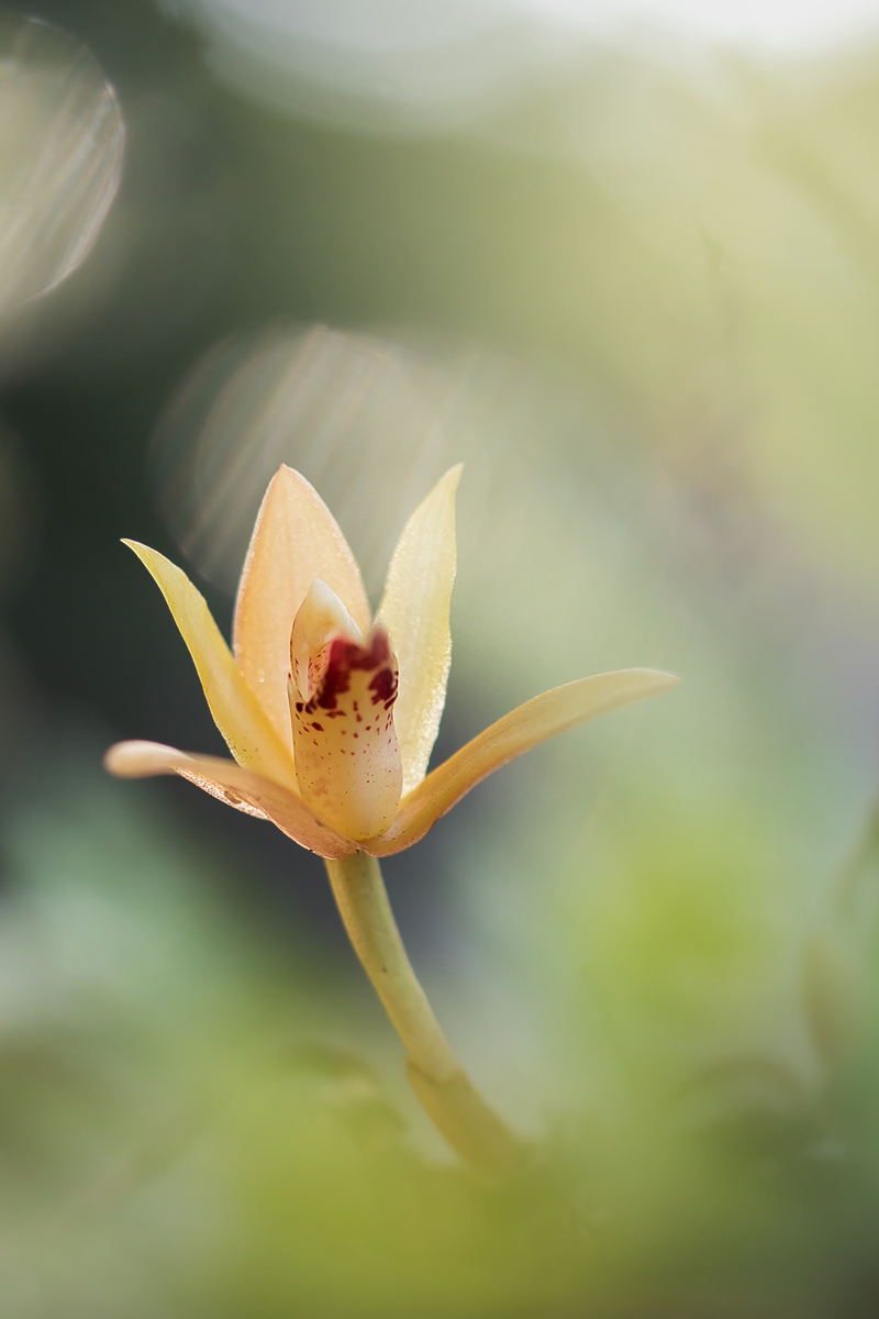 Maxillaria rufescens 5148-1; Orchidaceae (3).jpg