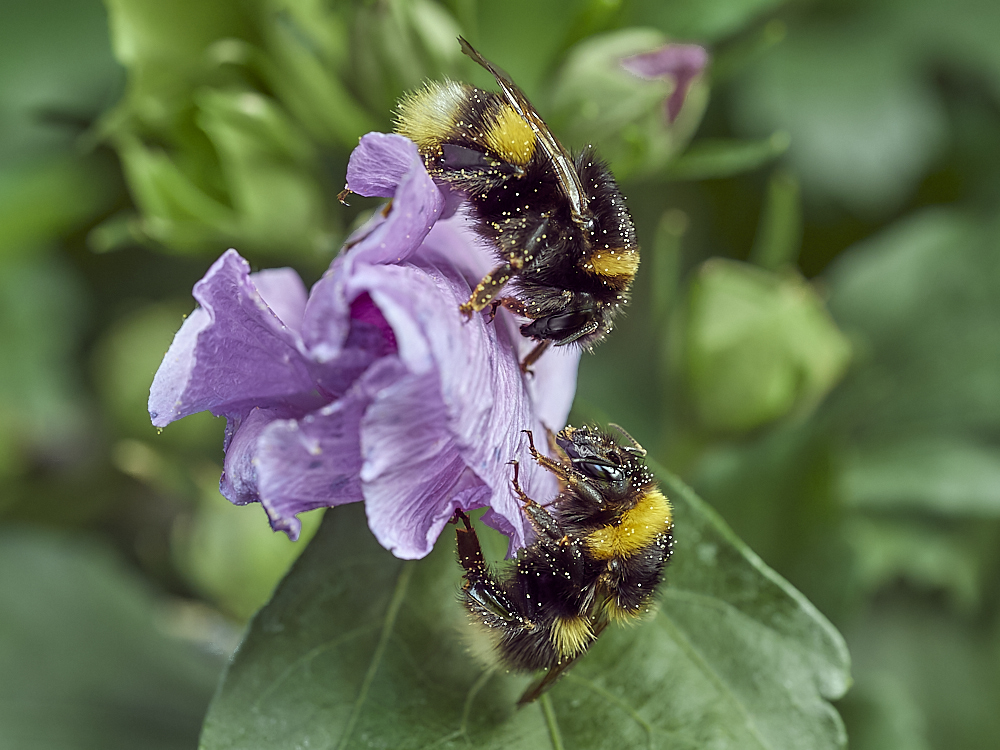AW-20180819-70-32_C1 1.jpg