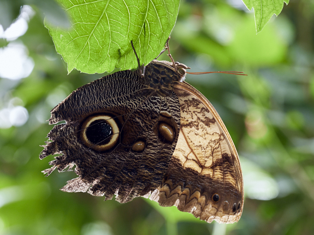 AW-20180810-67-68_C1 3.jpg