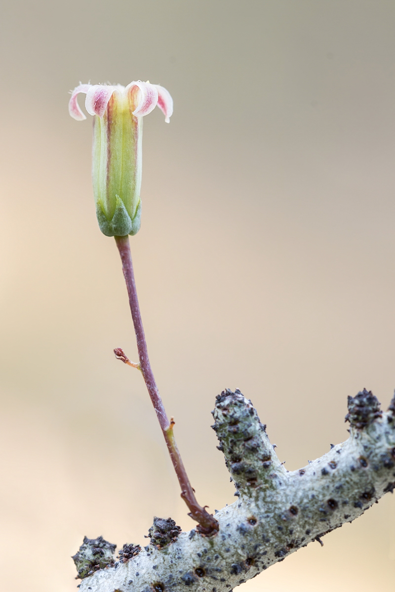 Tylecodon buchholzianus 2293-1; Crassulaceae (4)-2.jpg