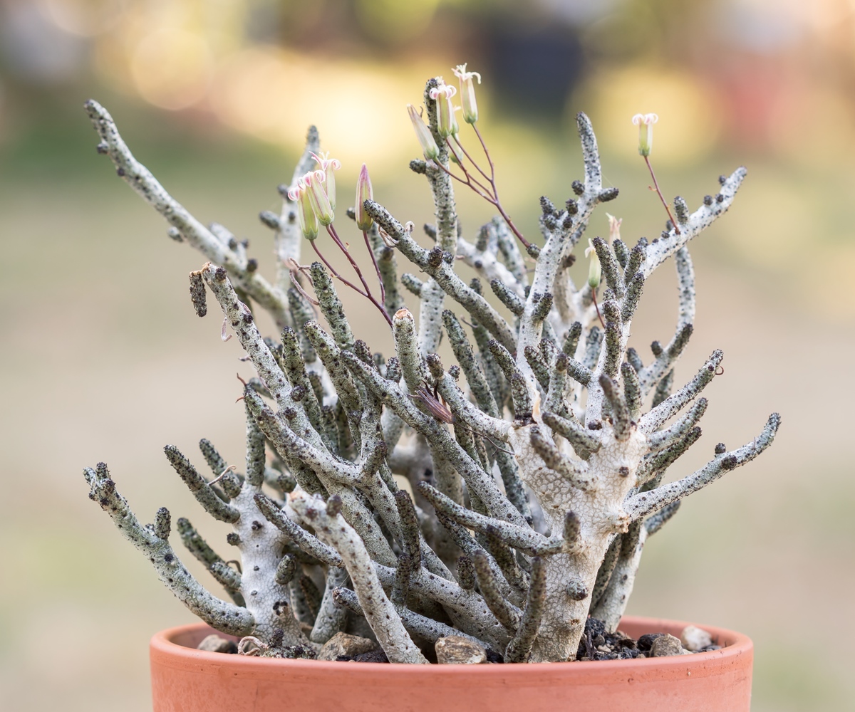 Tylecodon buchholzianus 2293-1; Crassulaceae (1).jpg