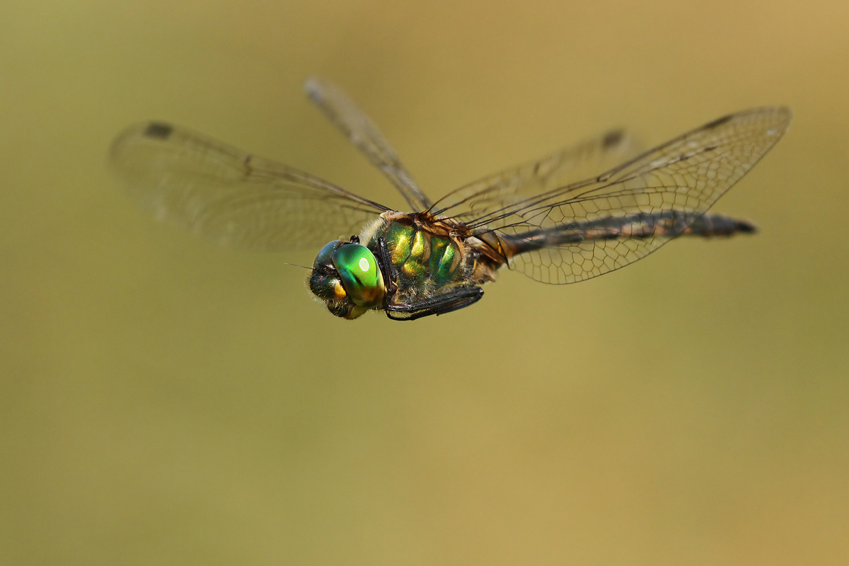 Z_Somatochlora flavomaculata_m_flug_IMG_2566_1200.jpg