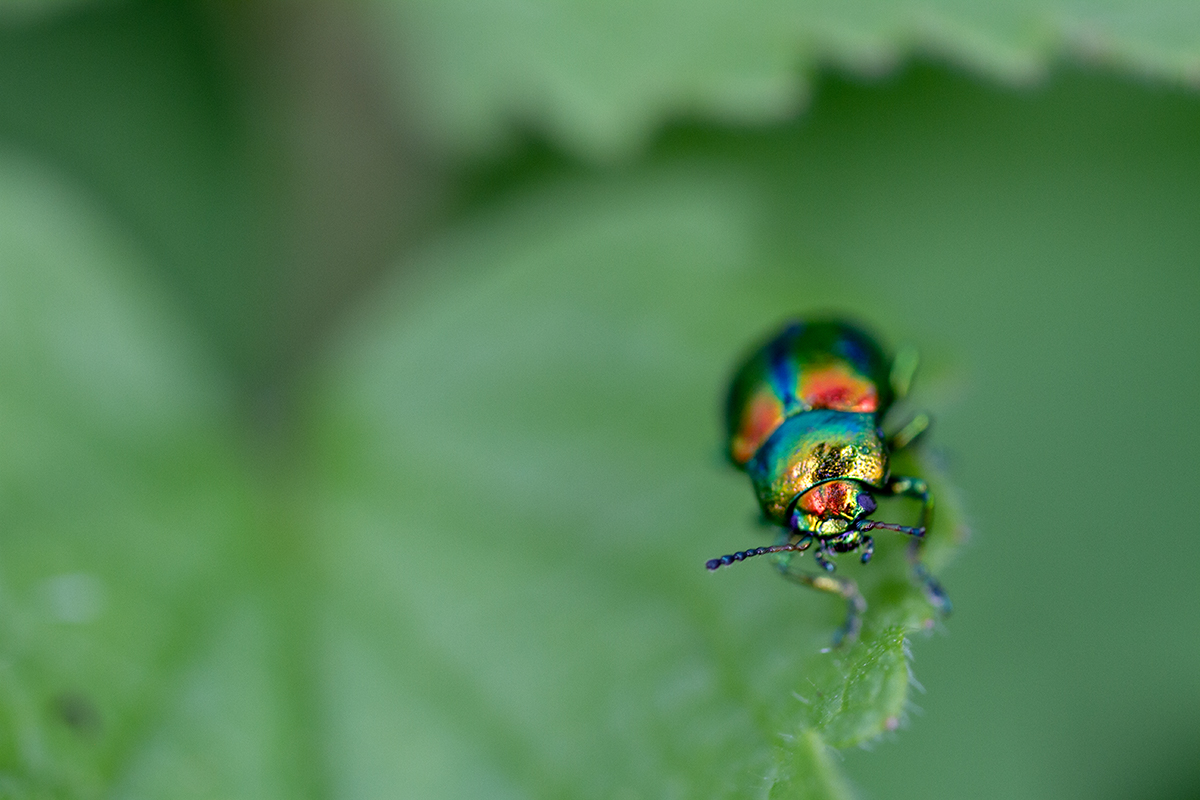 OvaläugigerBlattkäferMini.jpg