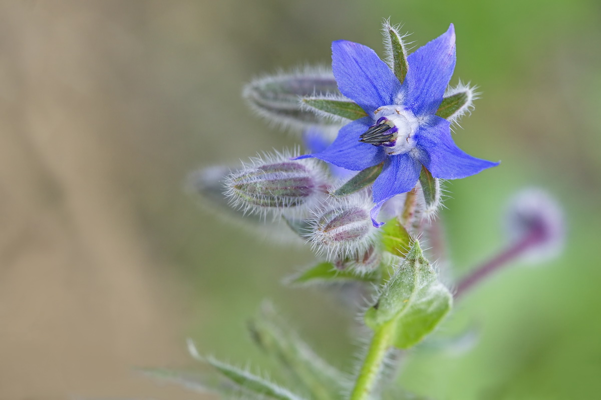 DSC07141 Leuchtend blauer Stern... kl.jpg
