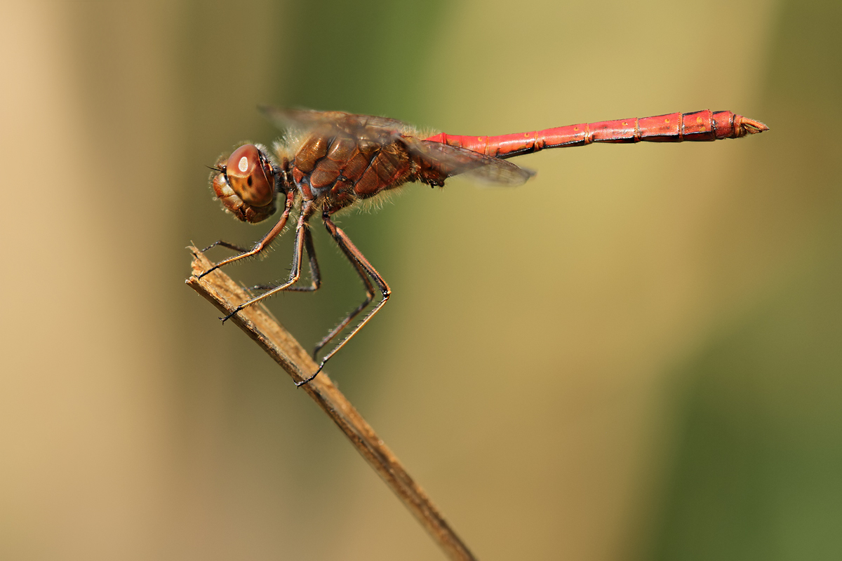 Sympetrum vulgatum_m_IMG_2816_1200a.jpg