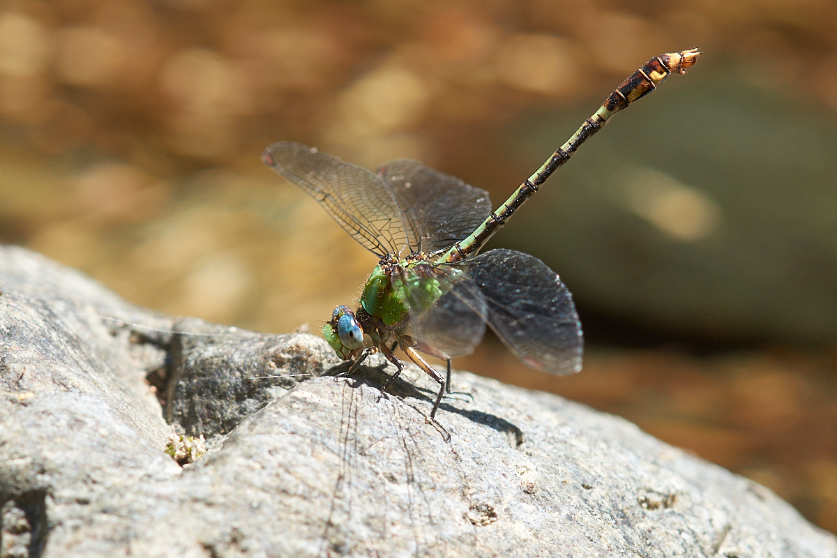 Erpetogomphus elaps 091407_1200.jpg