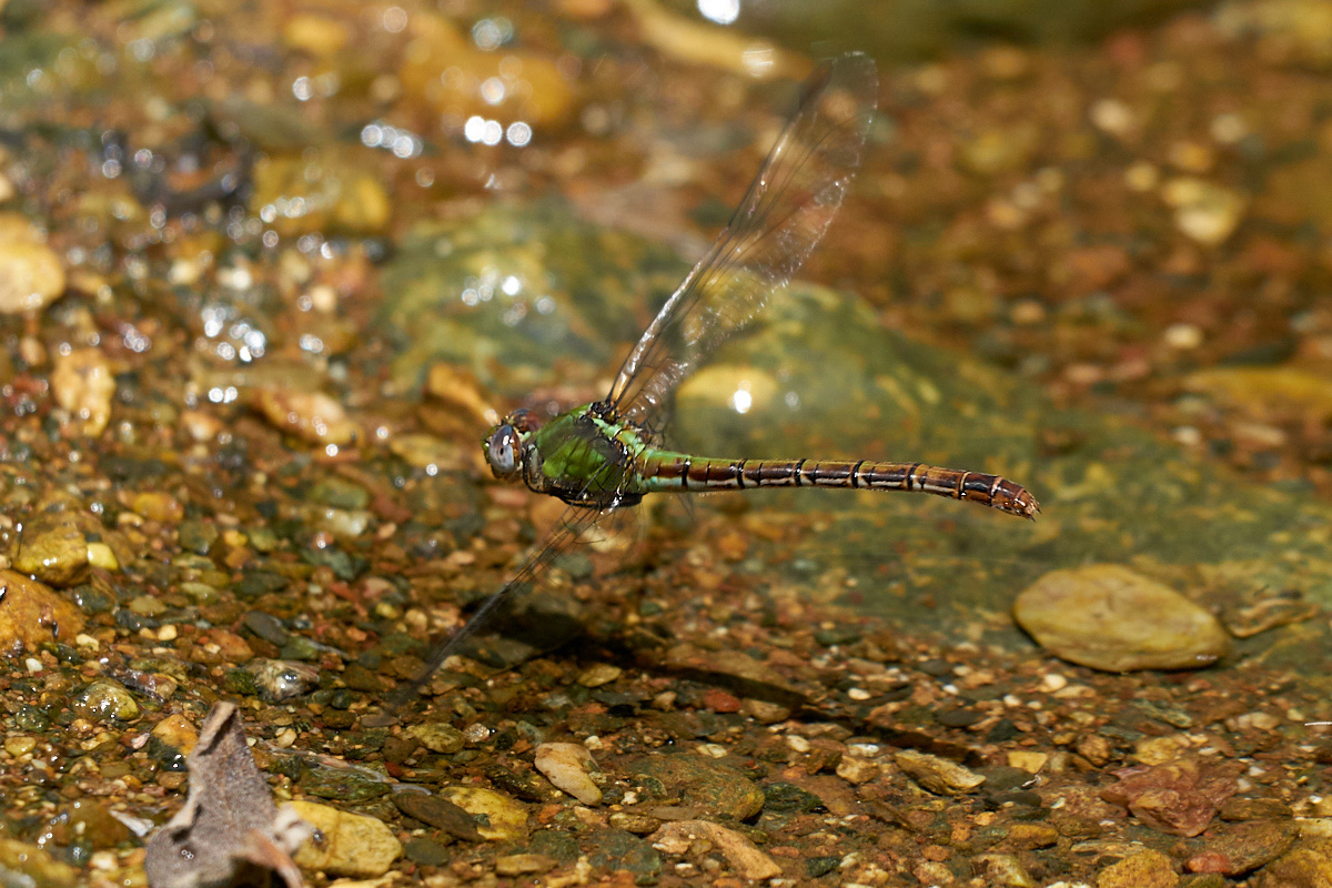 Erpetogomphus elaps 091385.jpg