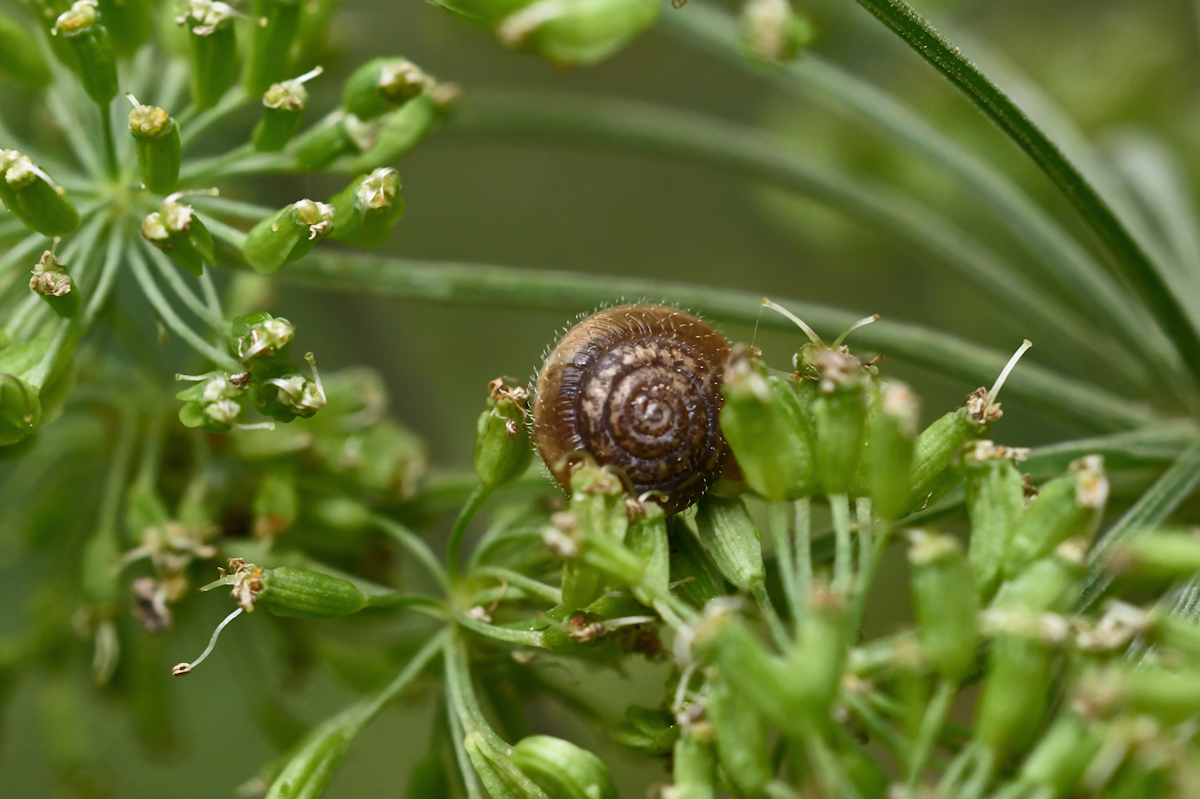 Schnecke.jpg