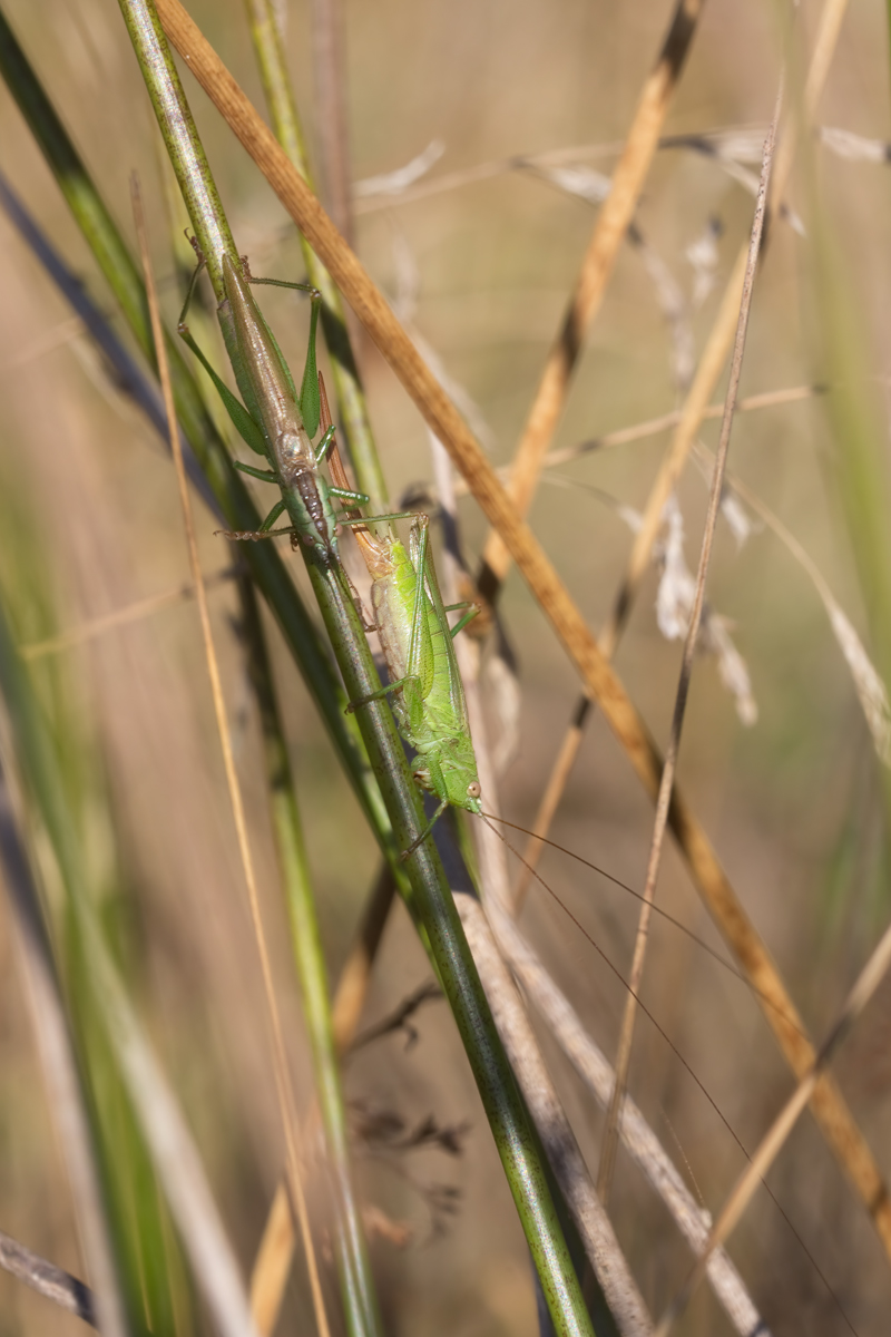 7.IMG_1643_11.0_1.100_200_Schwertschrecke_SB.jpg