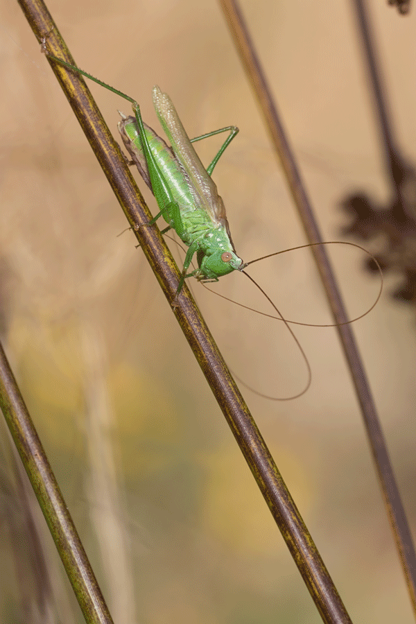 Schwertschrecke.2.gif