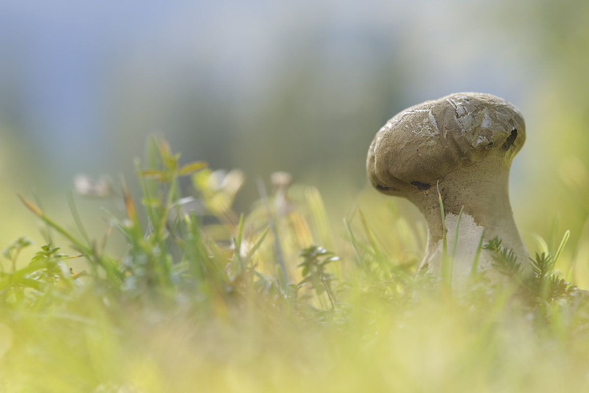 DSC07734 Nur noch leere Hülle... kl.jpg