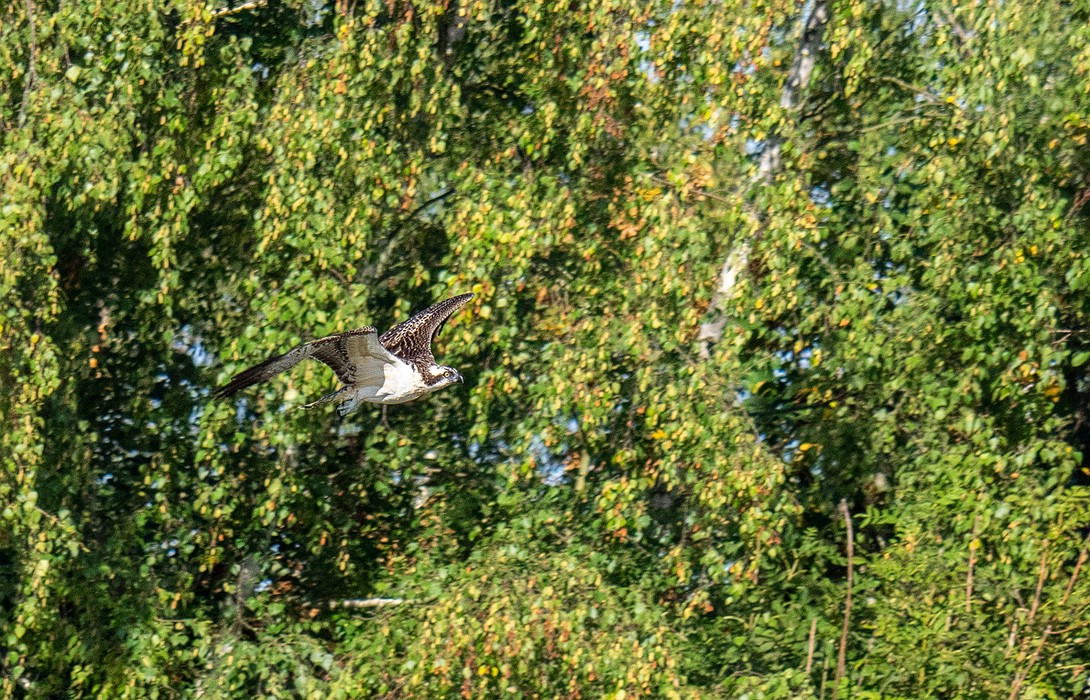 comp_P92501701 - Kopie.jpg